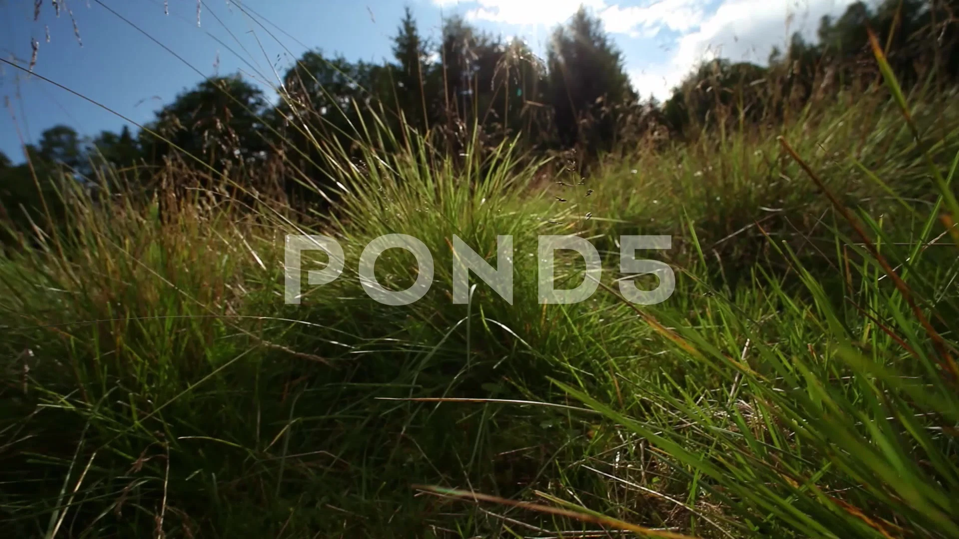 Mouse point of view: moving through a gr... Video | Pond5