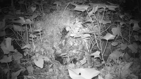 Mouse (presumably a wood mouse - *Apodemus sylvaticus*) in a pile of leaves, Video stock 344826083