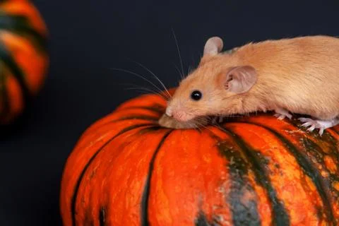 Mouse with pumpkin on a dark background Stock Photos