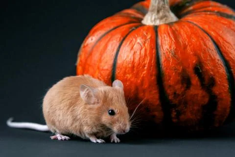 Mouse with pumpkin on a dark background Stock Photos