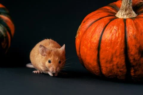 Mouse with pumpkin on a dark background Stock Photos