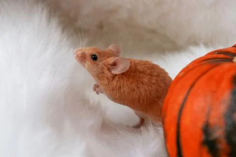 Mouse with pumpkin on a light background mock up Stock Photos