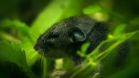 Mouse rat close up forest Stock-Footage 274415346