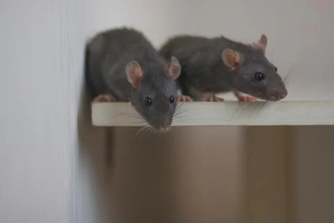 Mouse, rat dear together. two gray rats. family.new Stock-Fotos