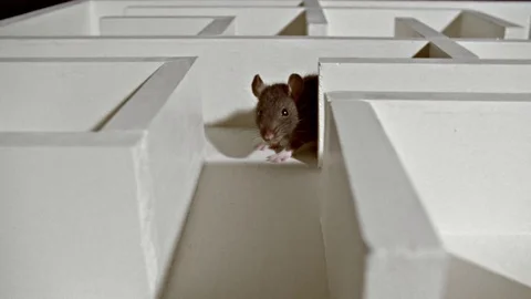 Mouse rat in maze pan left Stock Footage