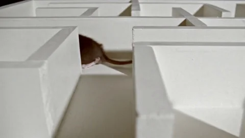 Mouse rat in maze pan right Stock Footage
