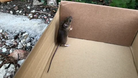 Mouse Release Into Woods 25p Stock Footage 143002367