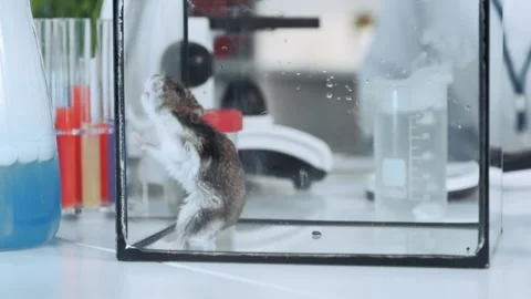 Mouse resting inside glass container in chemistry laboratory Stock Footage 340981345