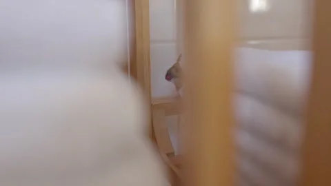A Mouse in the Restroom - Close Up Stock Footage 252633962
