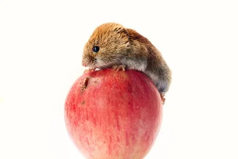 Mouse rolls huge apple Stock Photos
