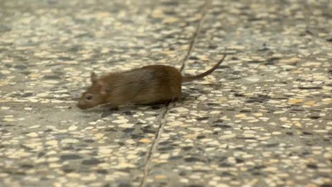 Mouse on the run Stock Footage 88127272
