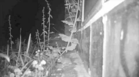 Mouse Running Along Side Of House Stock Footage 32224190