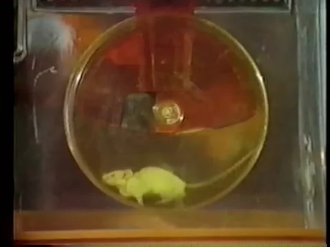 Mouse running on exercise wheel Stock Footage 260251189