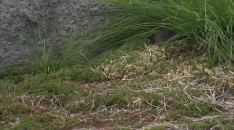 Mouse running Stock Footage 68717347