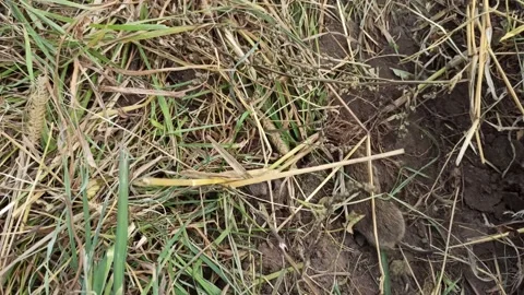 Mouse running in grass of vegetable garden. gray mouse running through garden Video stock 219212012