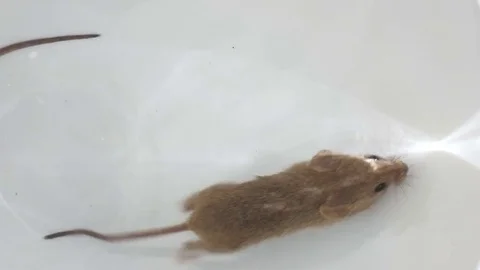 Mouse running, view from above over white background. Stock Footage 76045778