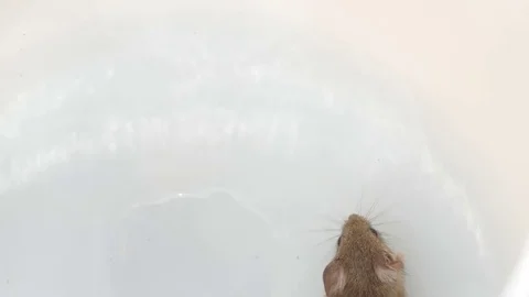 Mouse running, view from above over white background Stock Footage 76046034