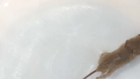 Mouse running, view from above over white background Stock Footage 76046533