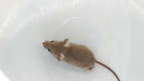 Mouse running, view from above over white background Stock Footage 76046777