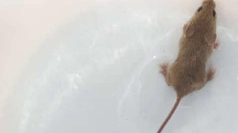 Mouse running, view from above over white background Stock Footage 76046844