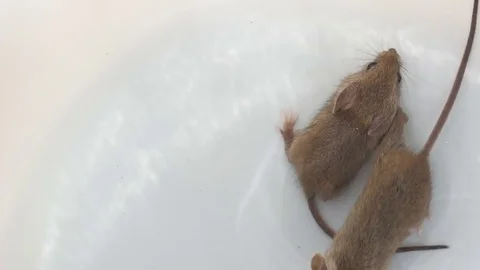 Mouse running, view from above over white background Stock Footage 76046899