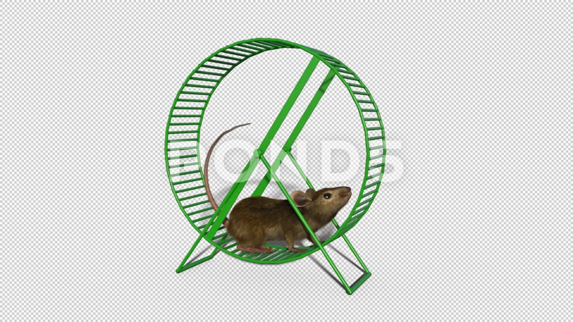 mouse running in the wheel,animation,tra... | Stock Video | Pond5