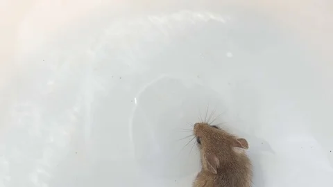 Mouse runs on a white background Video stock 76047403