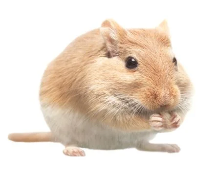 The mouse sits and eats sunflower seeds Stock Photos