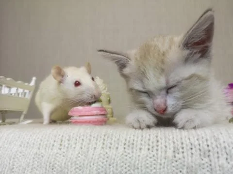 The mouse sits next to the cat. A small kitten fell asleep. Stock-Fotos