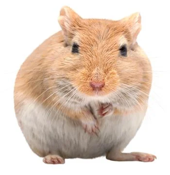 The mouse sits Stock Photos