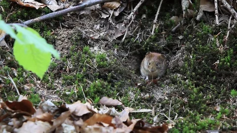 Mouse sitting at her hole entrance Stock Footage