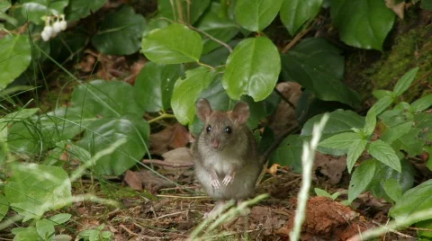 Mouse sitting under bush Stock Footage 124625