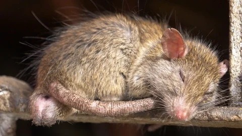 A mouse sleep in mata temple Video stock 107342579