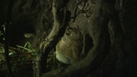 Mouse sleeping inside underground burrow Stock Footage 309518037