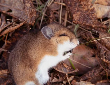 Mouse Sleeping in Leaves Stock Photos