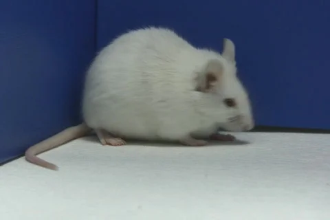 Mouse smells NTSC 스톡 동영상 325142