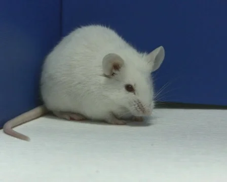 Mouse smells PAL 스톡 동영상 325144