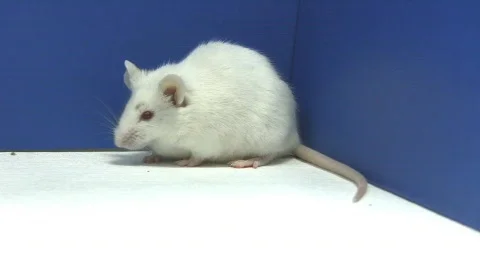 Mouse sniffing Stock-Footage 325158