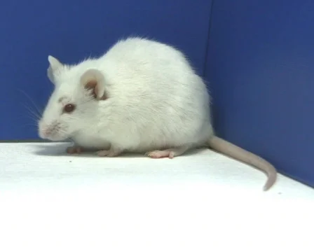 Mouse sniffing PAL Stock Footage 325150