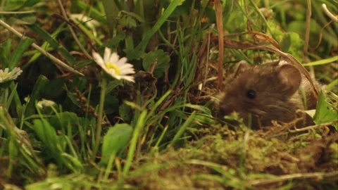 Mouse sniffs at a daisy flower Stock Footage 304664524