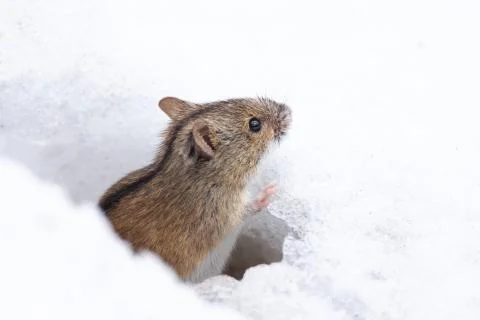 Mouse snow winter Stock Photos