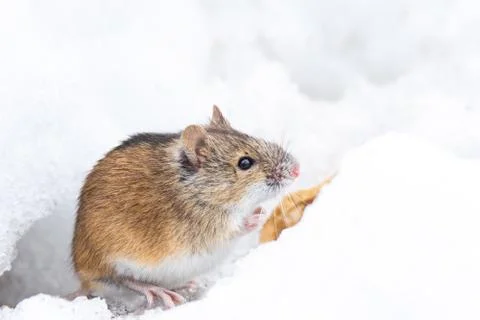 Mouse snow winter Stock Photos