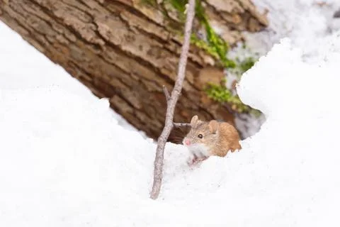 Mouse snow winter Stock Photos