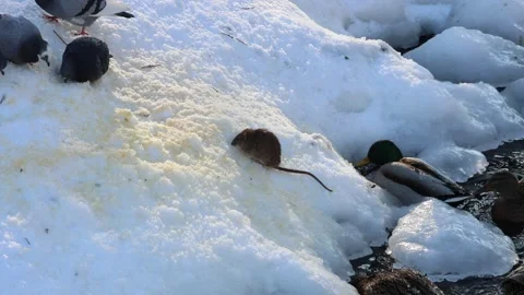 Mouse on Snow: A Winter Scene with Pigeons and Ducks Stock Footage 326943795