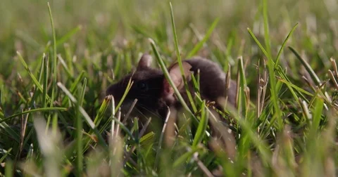 Mouse stands up in grass - head on - slow motion Stock Footage 79472784