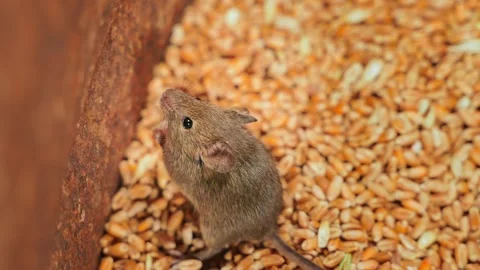 A mouse stands on its hind legs in a wheat storage close-up, top view Stock Footage 199438112