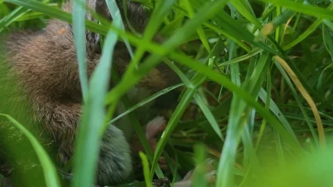 Mouse in Tall Grass 4K Stock Footage 90814383