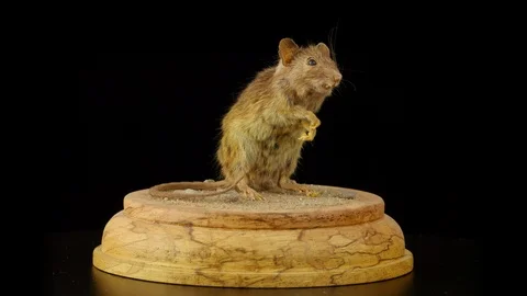 Mouse taxidermy rotating 스톡 동영상 92767680