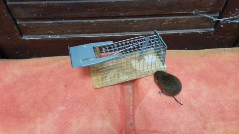 Mouse throws mouse trap down on the floor Video stock 116115392