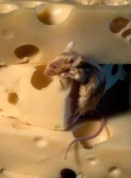 Mouse on top of cheese Stock-Fotos